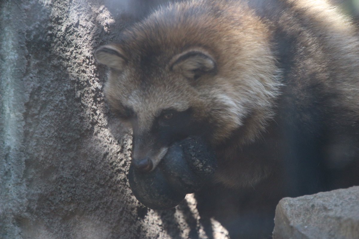 Phantom II tweet media