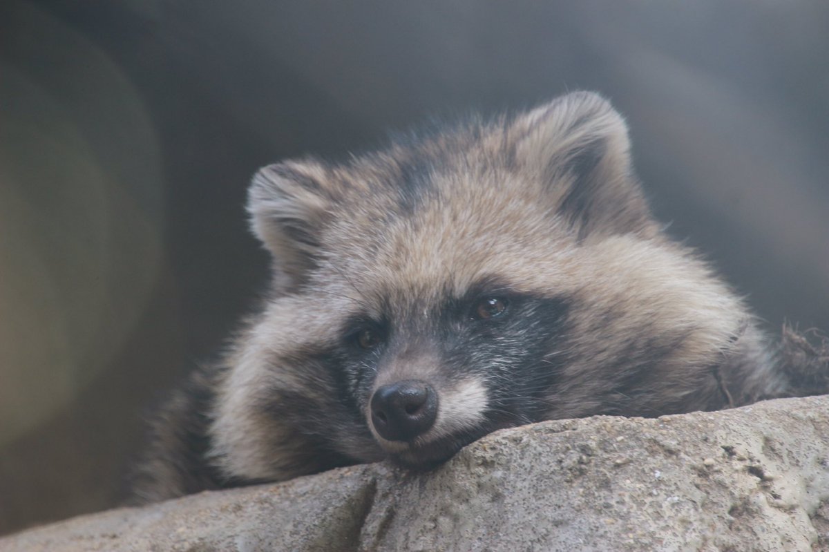 Phantom II tweet media