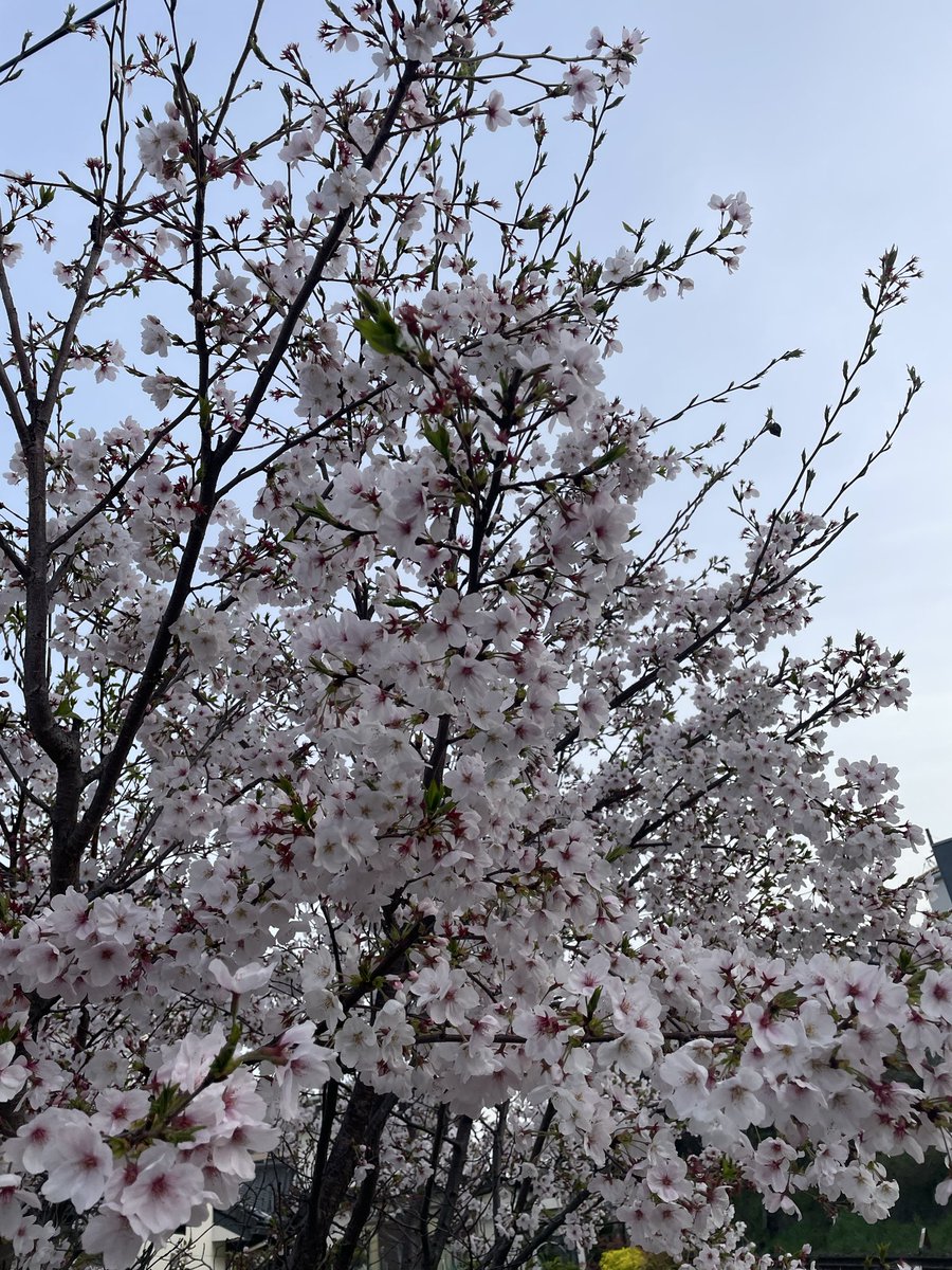 木下バートランド tweet media