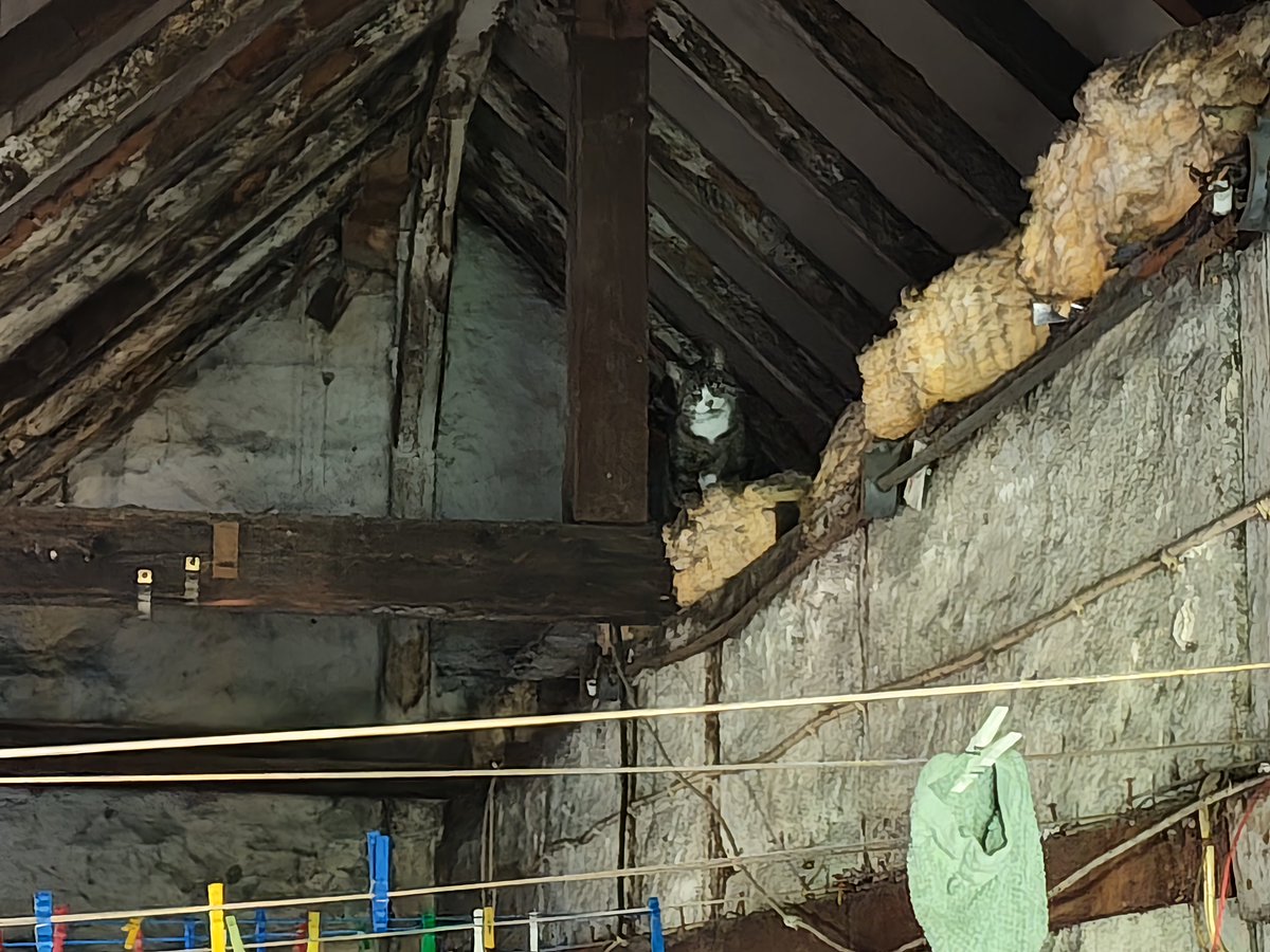 Modelik_'s tweet photo. Look at this stinky cat in a haunted house (my attic) https://t.co/bdEjlVUEOe