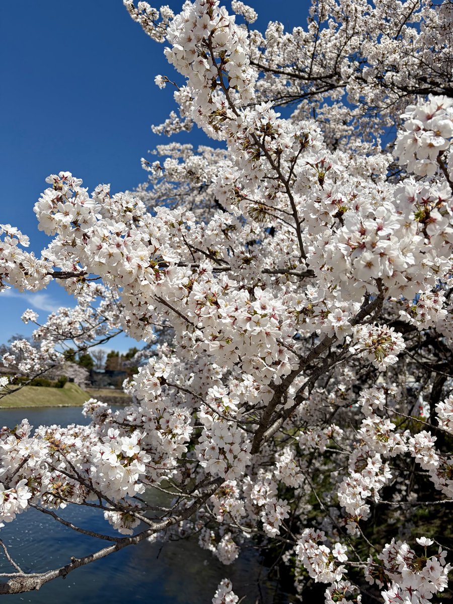 長野県松本市（公式） tweet media