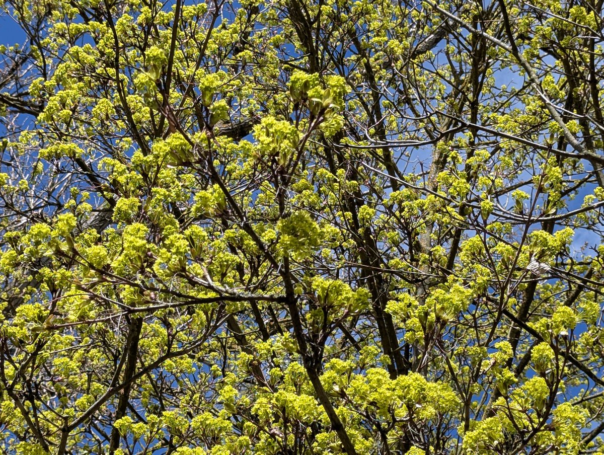 SimplyMe tweet media