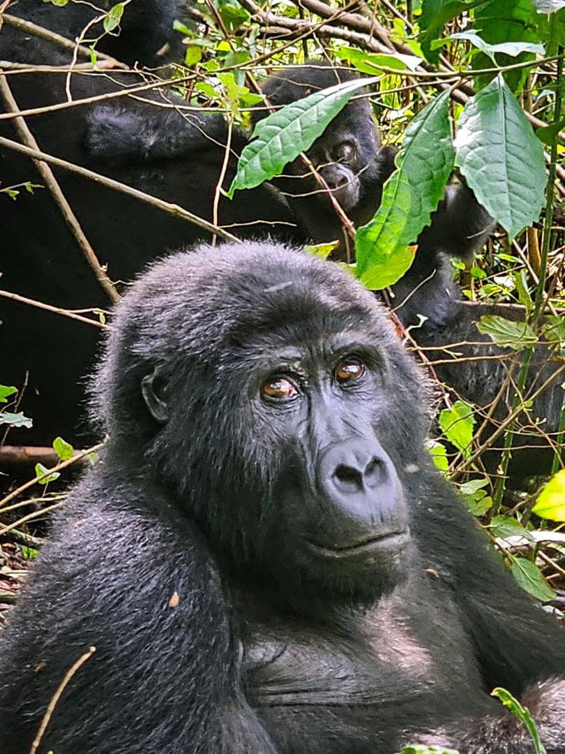 shoebill king Uganda tweet media