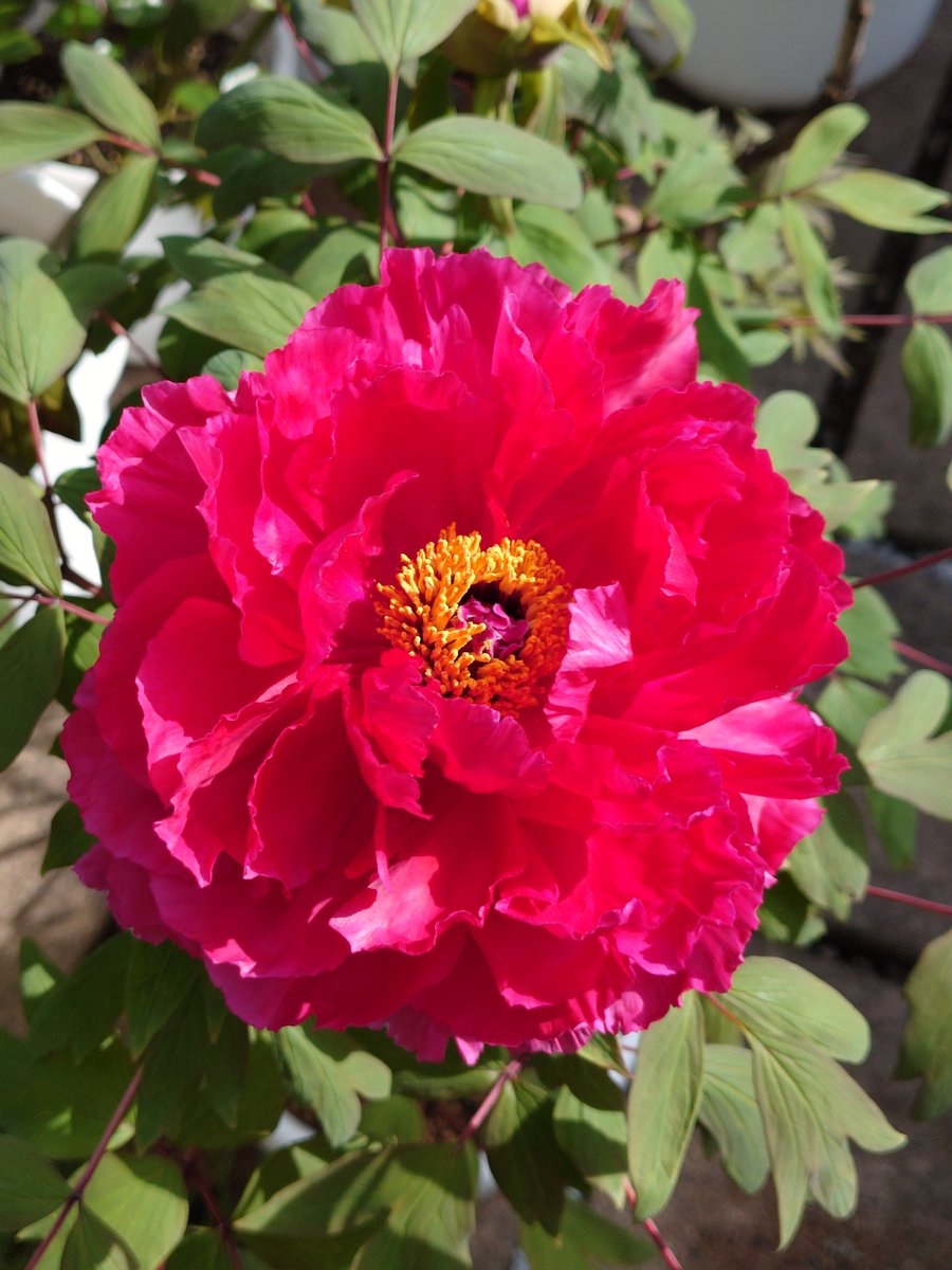 期都雅和 tweet media