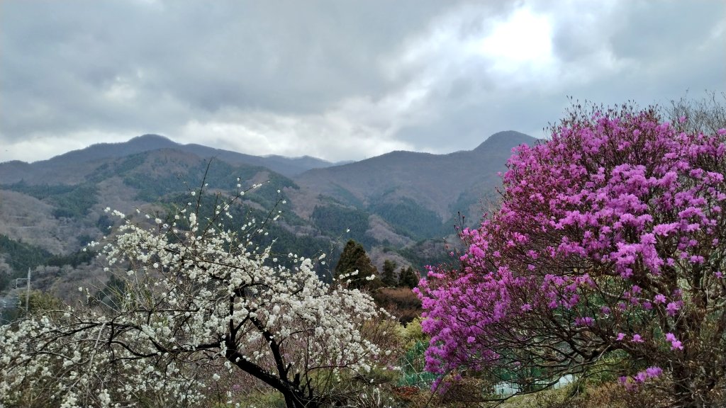 ともも(小豆) tweet media