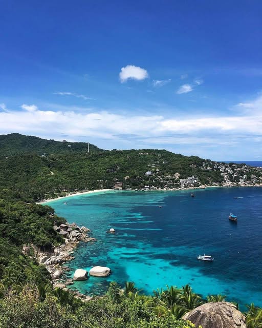 The Funky Turtle® tweet media