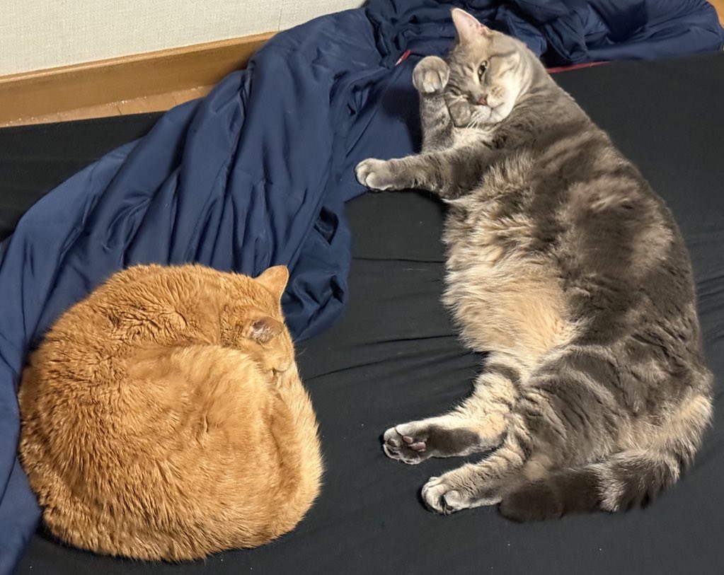 あぽろ tweet media