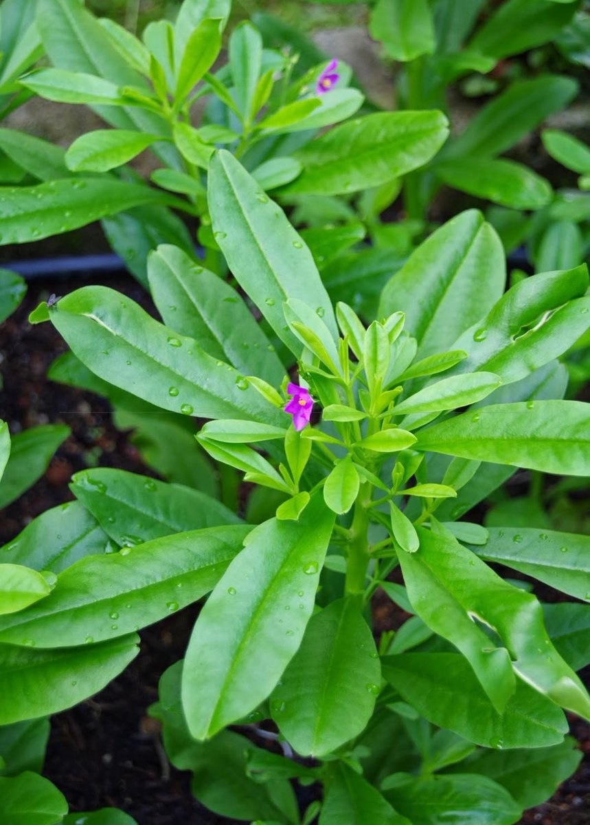 DrSkin_'s tweet photo. Waterleaf is underrated.
Hydrates your body and improves digestion.

Your skin will thank you later ✨ https://t.co/6qmOGsZGZs