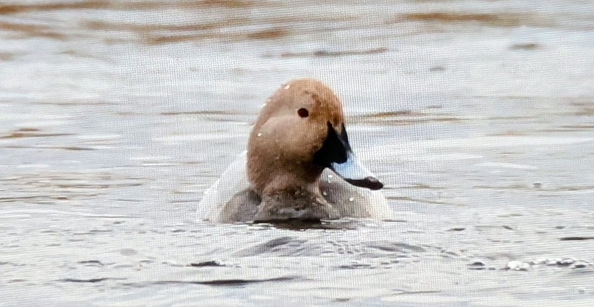 Trebor 1456 tweet media