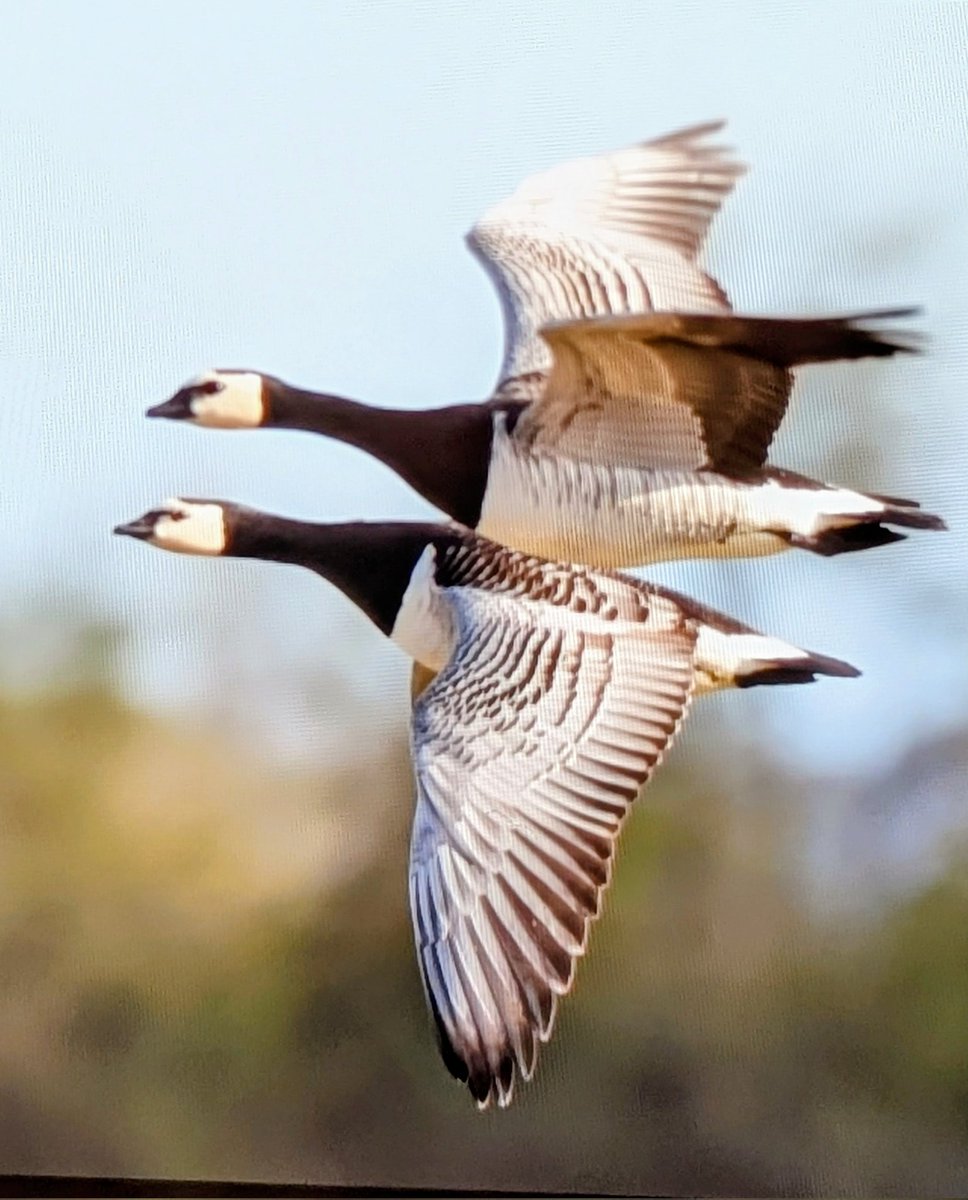 Trebor 1456 tweet media