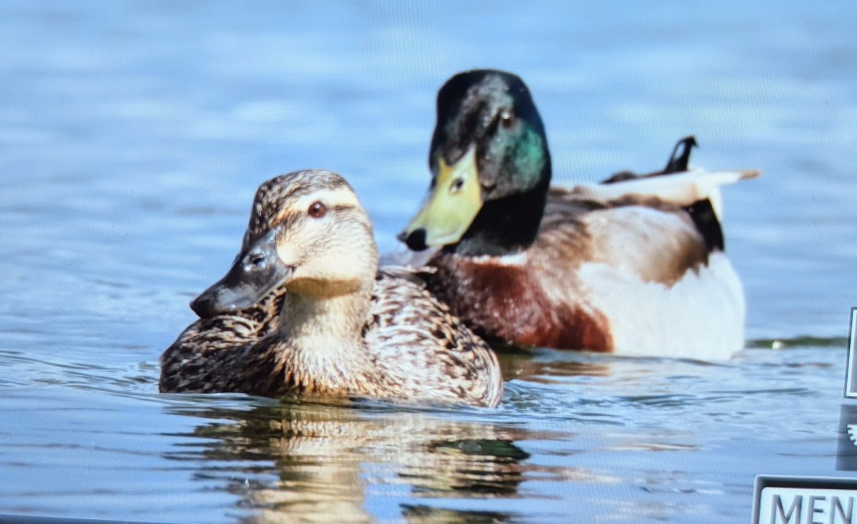 Trebor 1456 tweet media