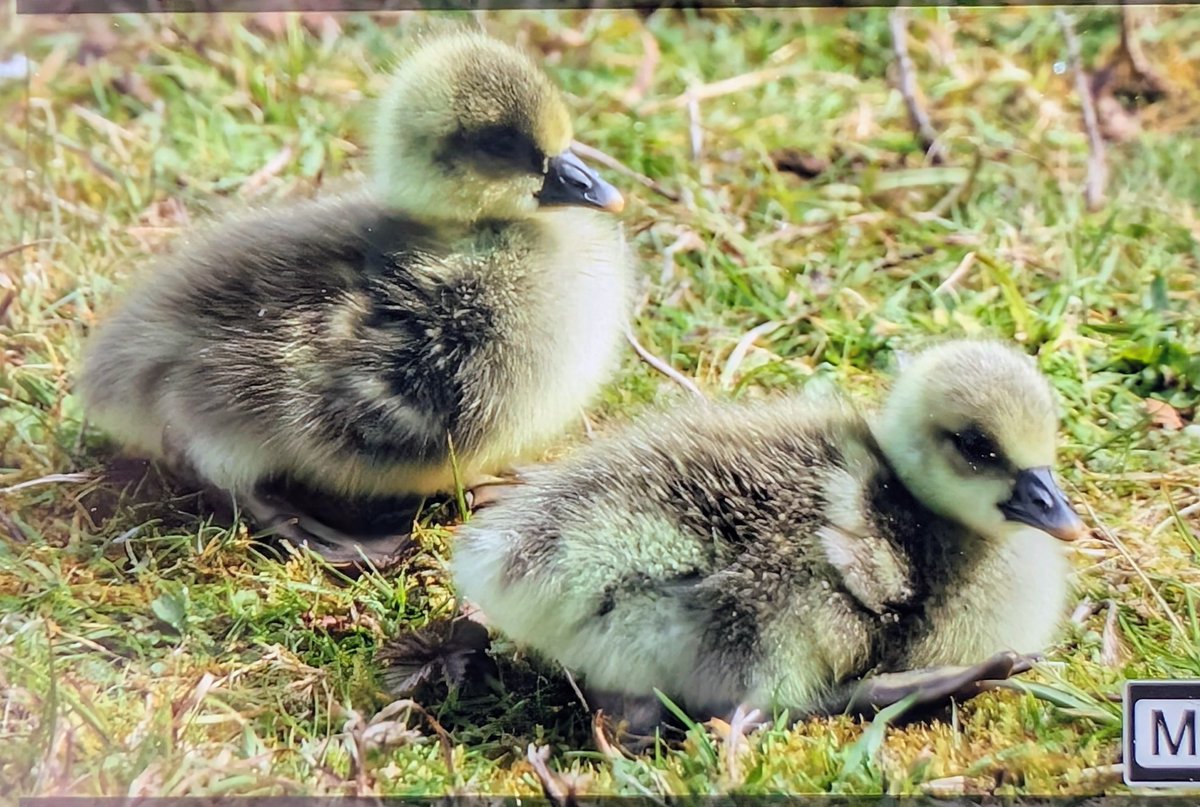 Trebor 1456 tweet media