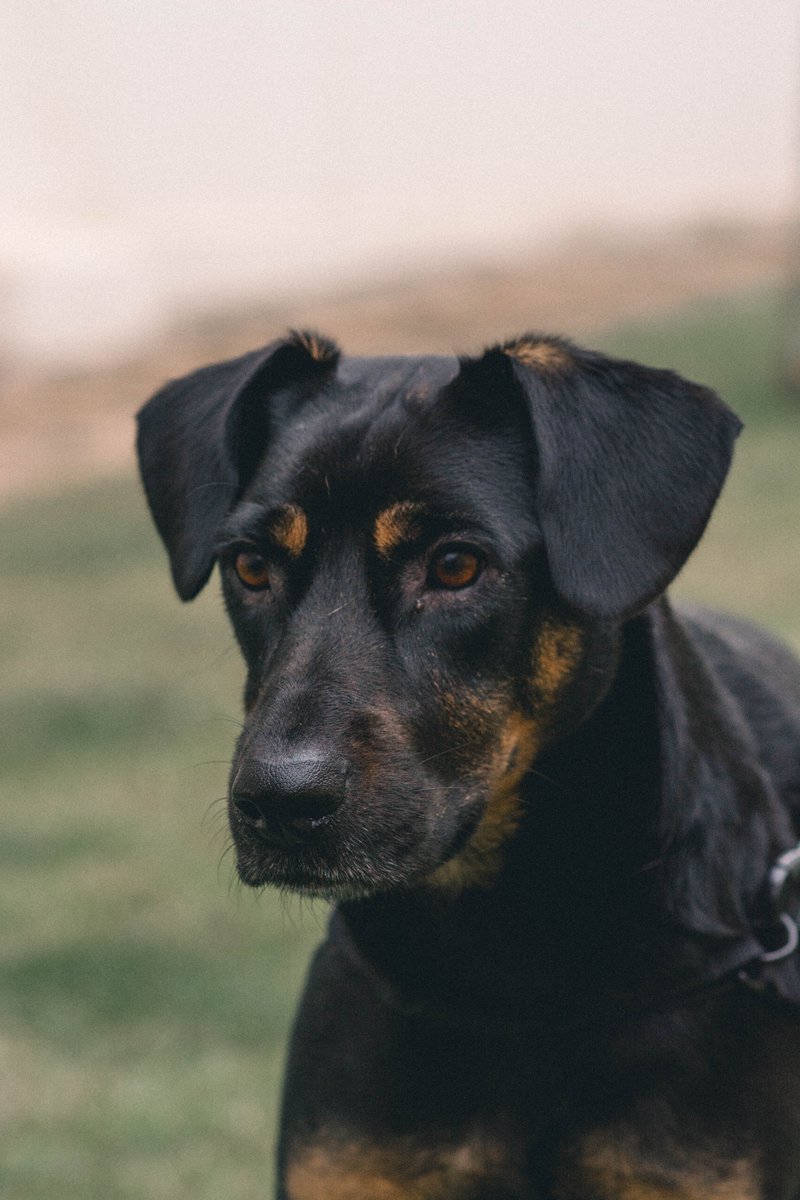 Captivating Canines tweet media