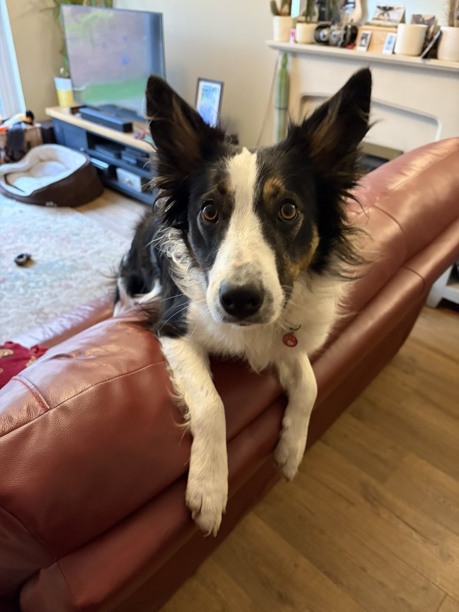 Puppy Bess and Auntie Kes tweet media