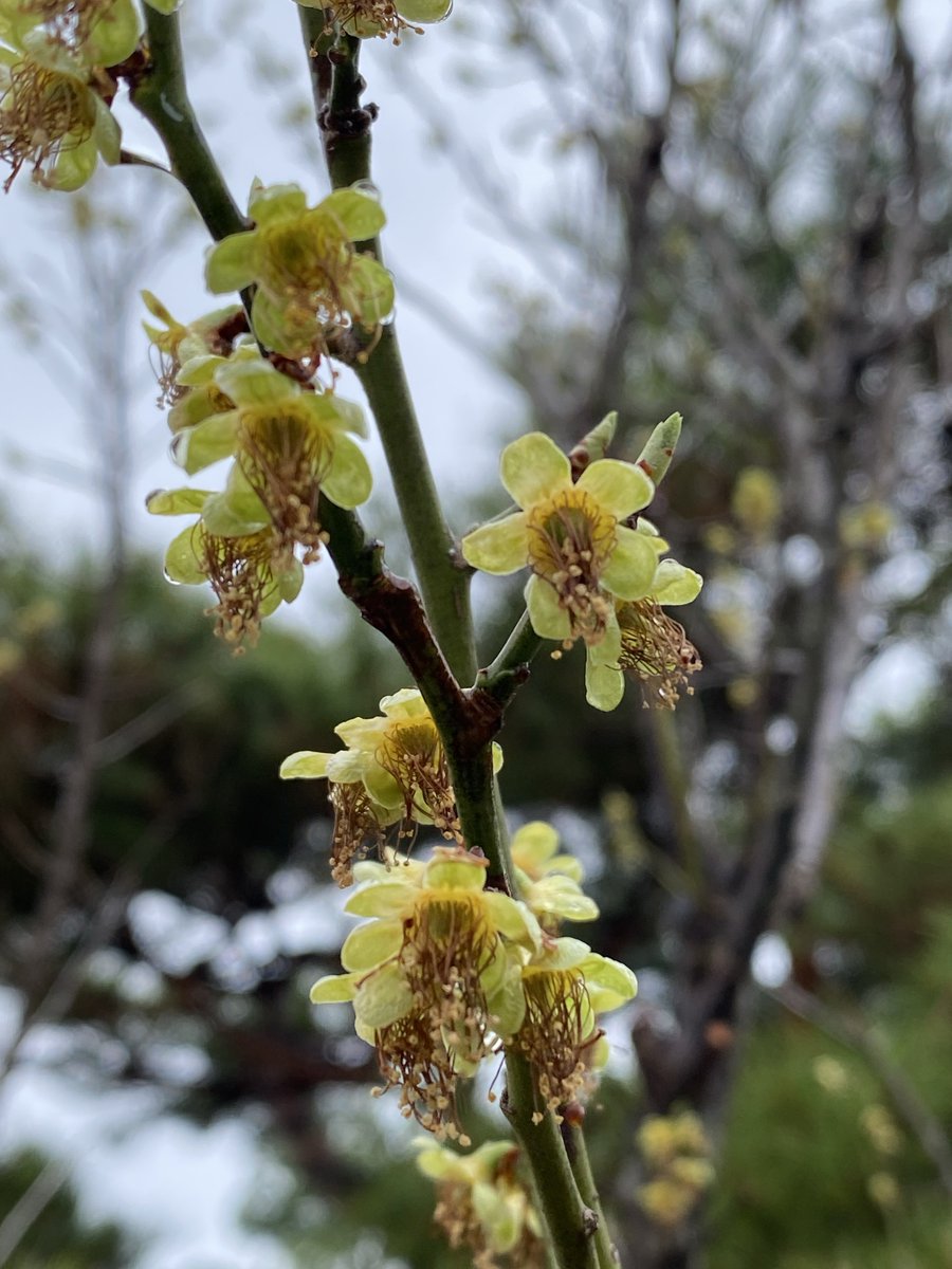 Leelimdae🕯️🎗️ tweet media