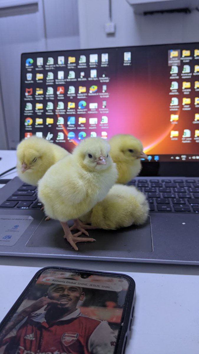 RADVAN🐓🥚🐥 tweet media