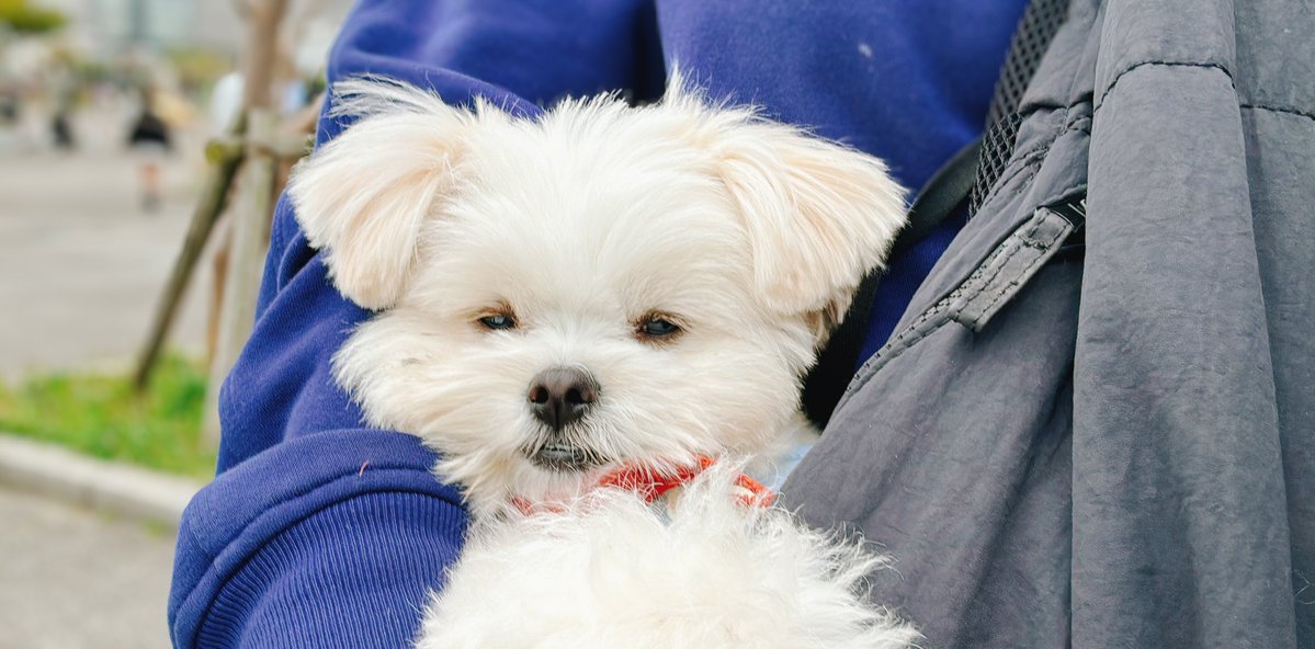 おこめ tweet media