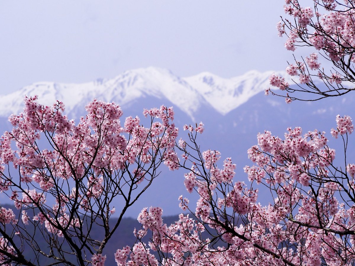 rekainuma's tweet photo. 南アルプスと桜 https://t.co/CoLtqk36Pi