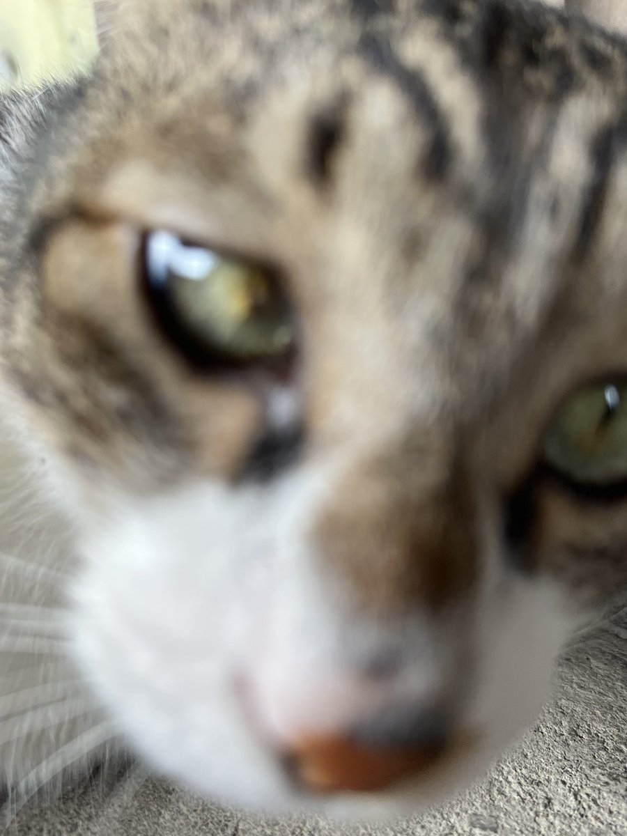 STAR🌟 tweet media