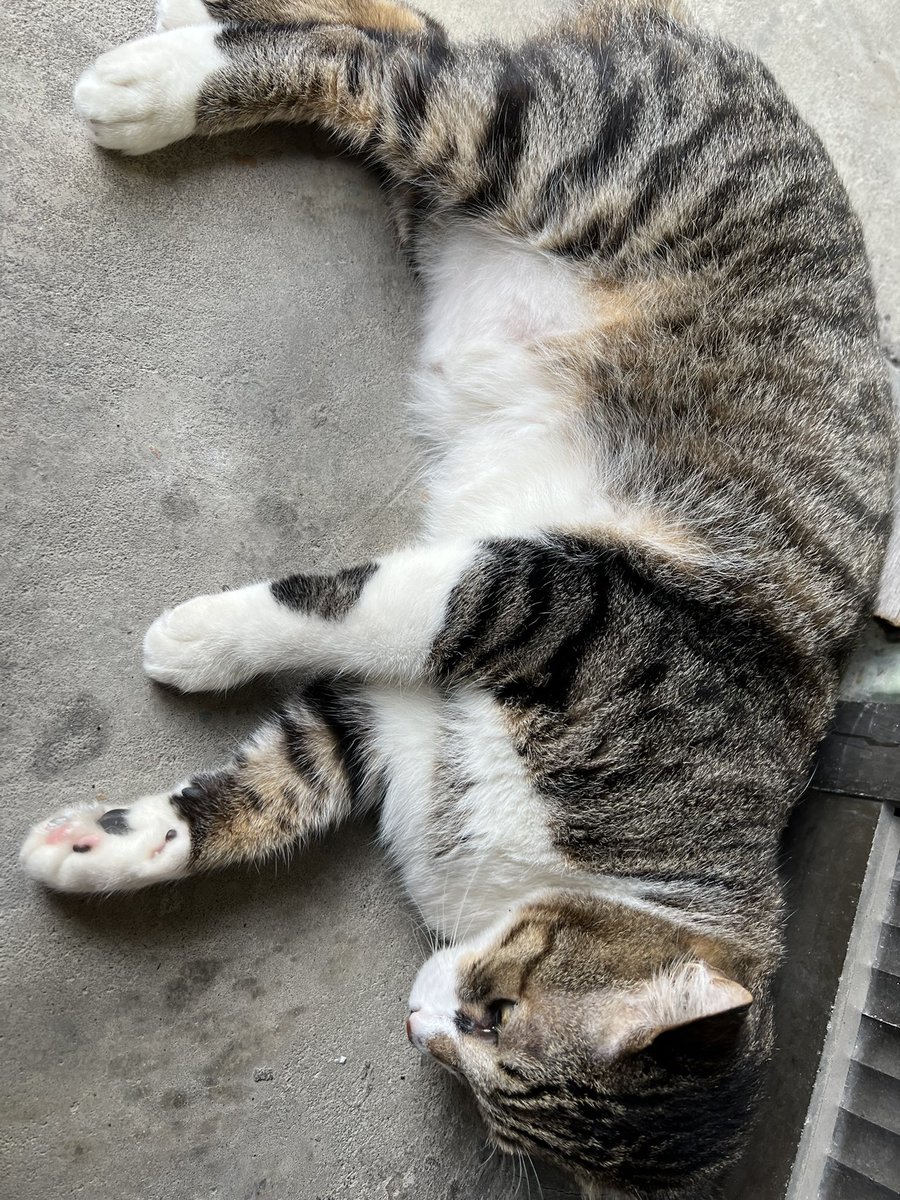 STAR🌟 tweet media