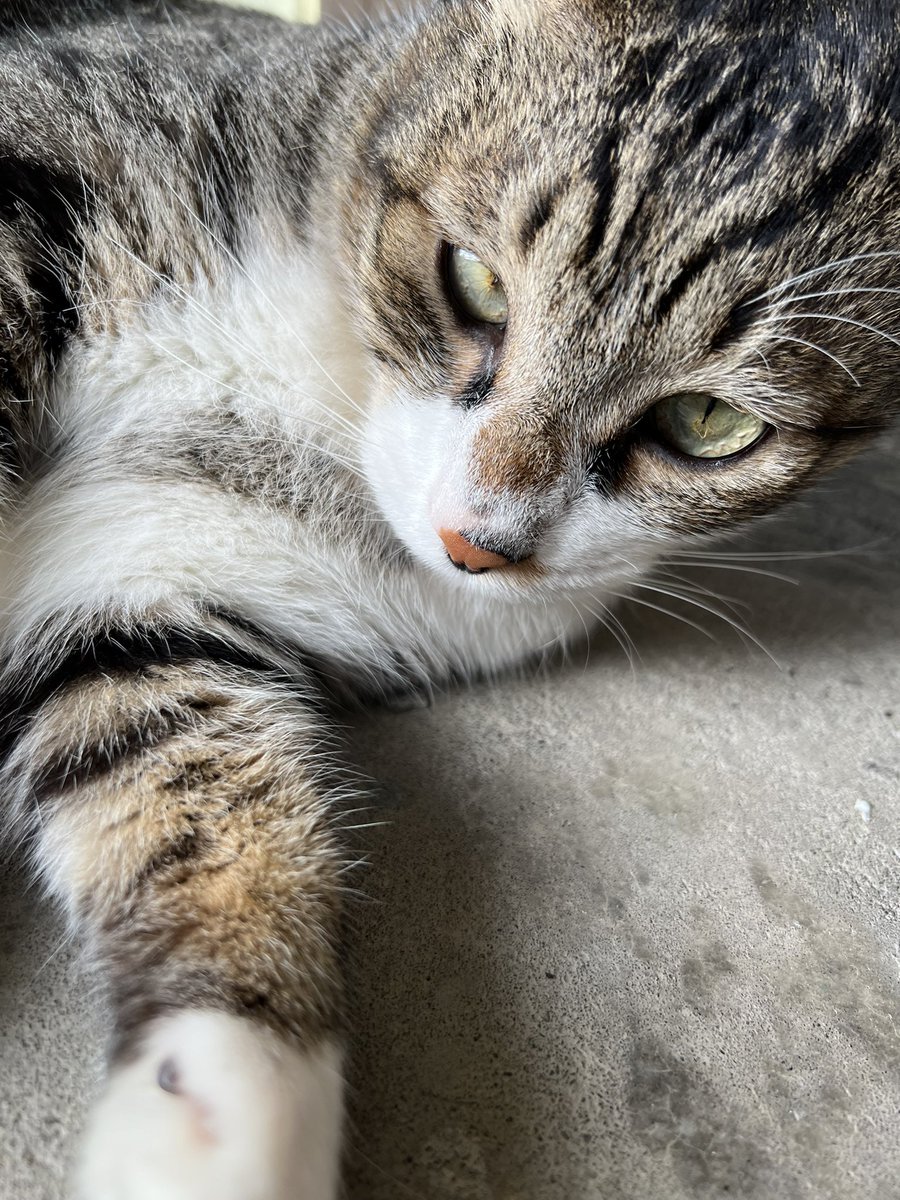 STAR🌟 tweet media