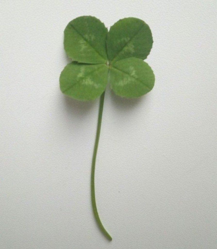 Lyra ◌♡◌ tweet media