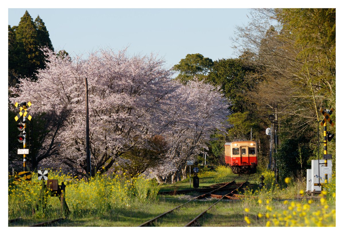 えすかい tweet media