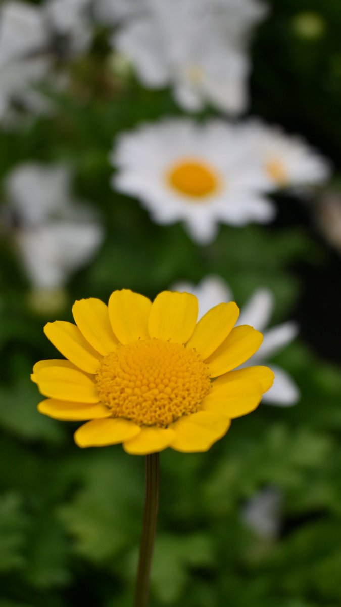 モアイ tweet media