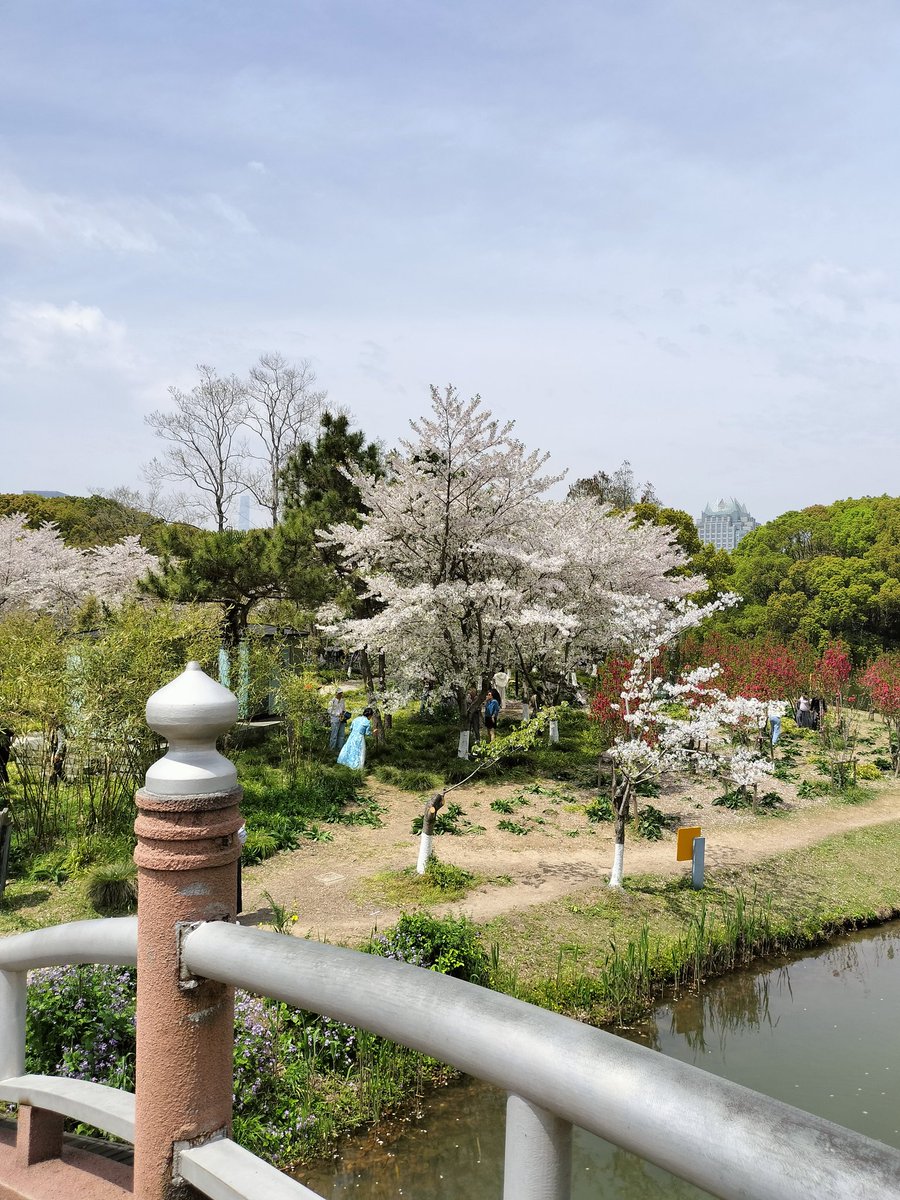 世紀公園ラン後の花見。 #上海  #ランニング  #TARC