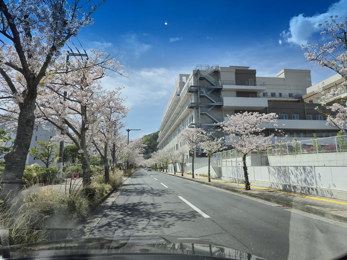 今日から検査入院のオフクロ。病院裏の桜並木がキレイだったYO!