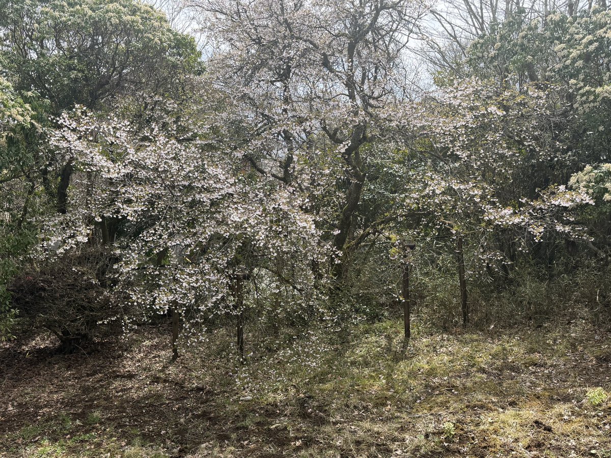 H_nakano_art's tweet photo. 寒緋桜　箱根　ここはかつて嘉之が腰を据えて描いた場所　立ち寄った。
　現在ここの桜の絵が郷さくら美術館にて開催してる https://t.co/5663YPPm6j