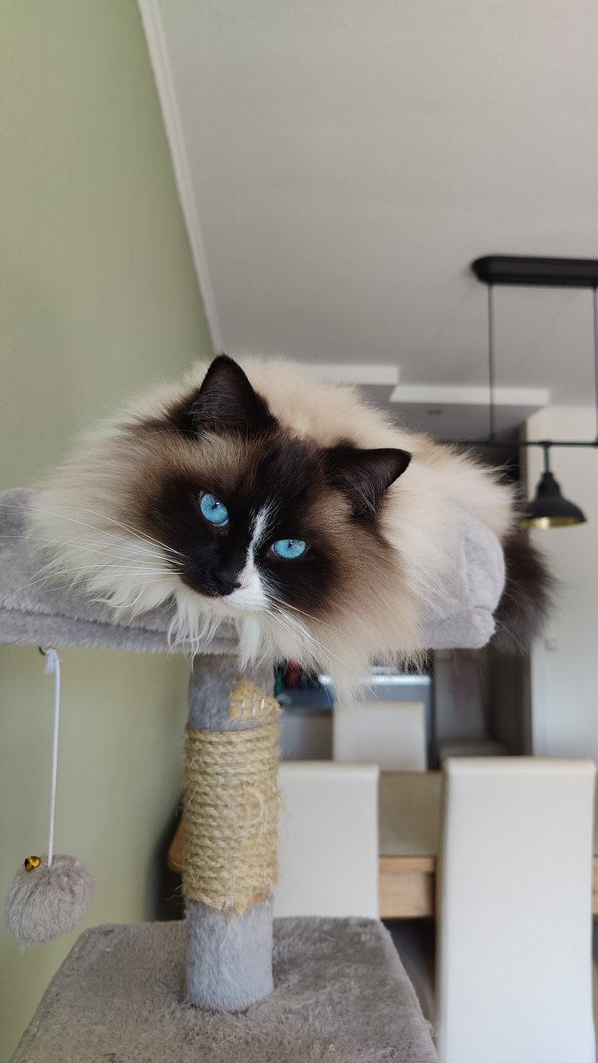 PotatoSpeedball tweet media