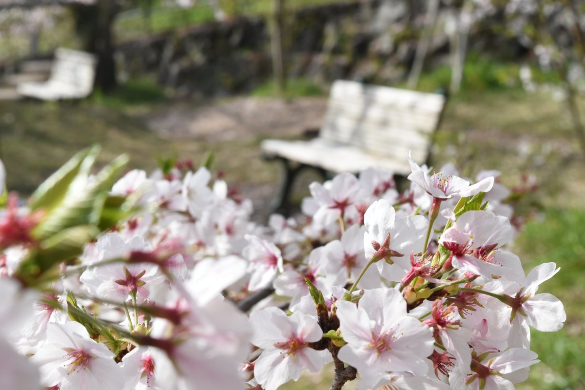 宇治市観光協会 tweet media