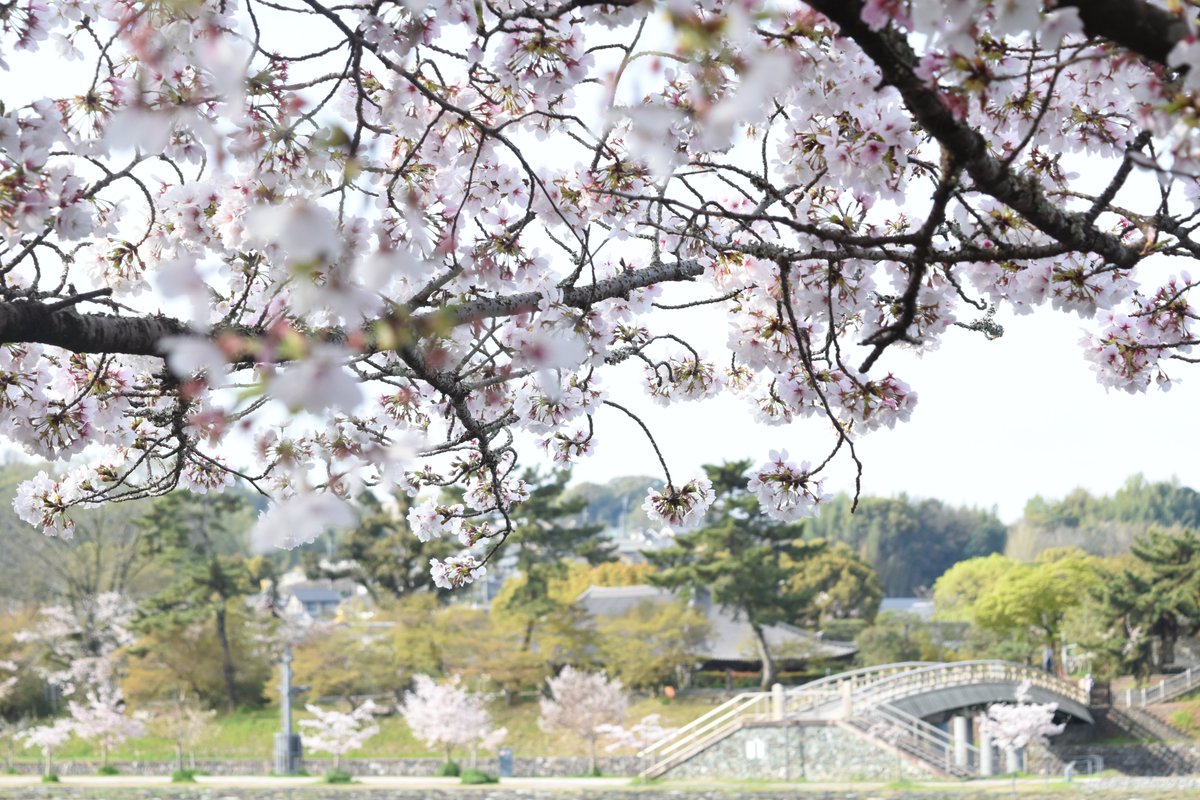 宇治市観光協会 tweet media