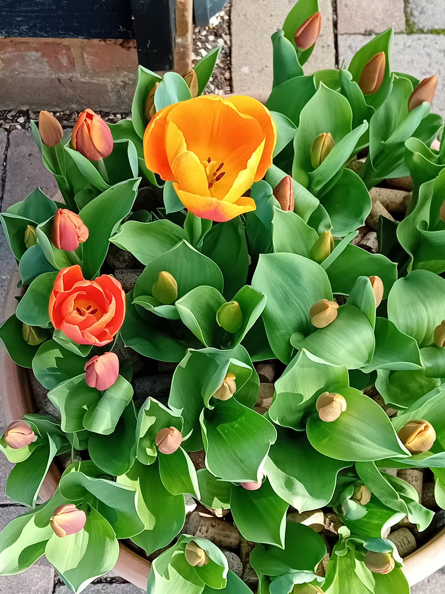 Chloé la Française tweet media