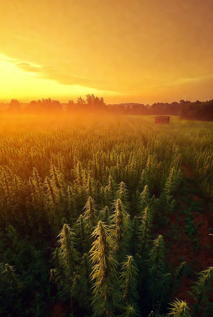 TheRealGanjaQueen tweet media