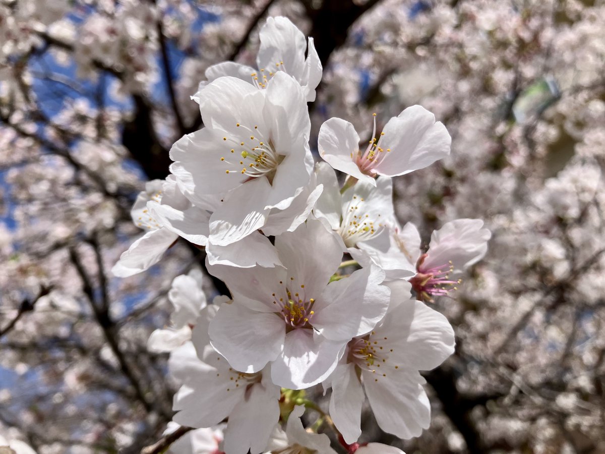 ゴムンボ tweet media