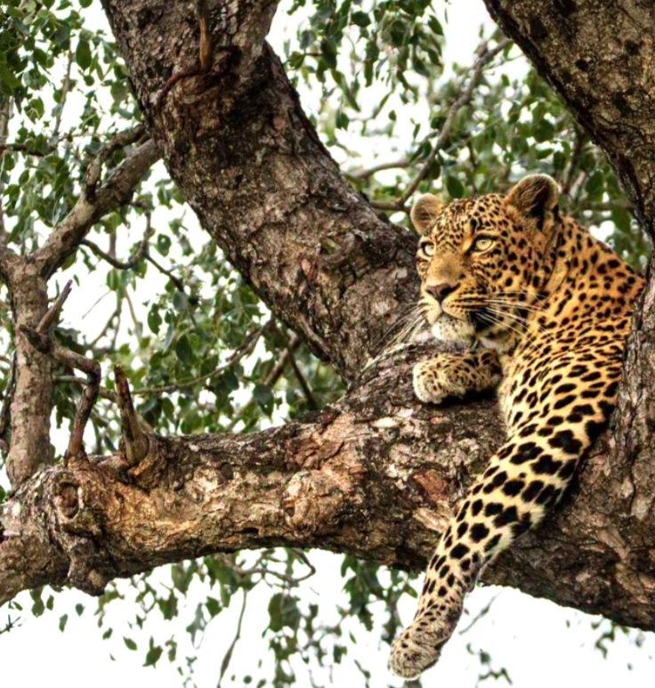 susmeds71's tweet image. The Princess-Queen of Djuma ❤️🐾❤️
📷 Clayton Herb - IG post just now 
#Tlalamba 
#loveleopards 
#wildearth