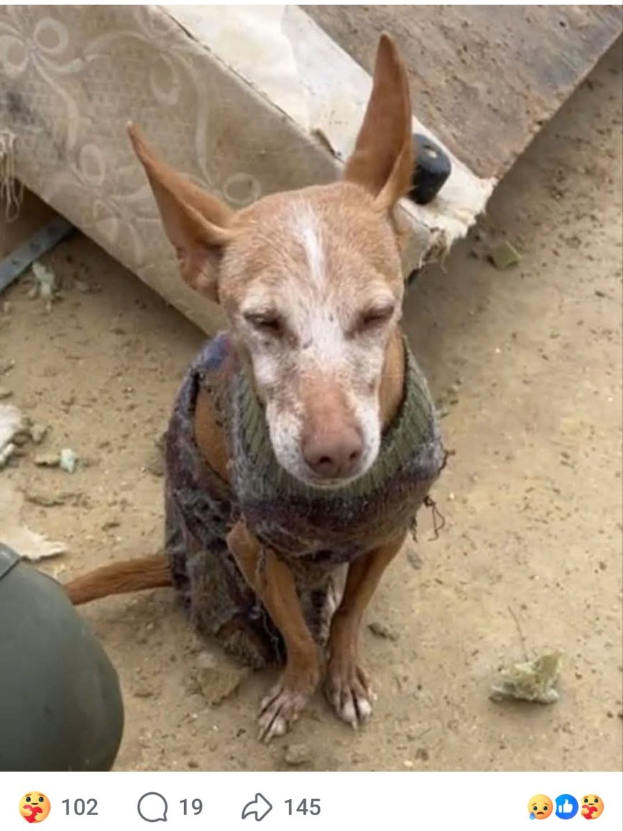 María Viñuela del Jeso tweet media
