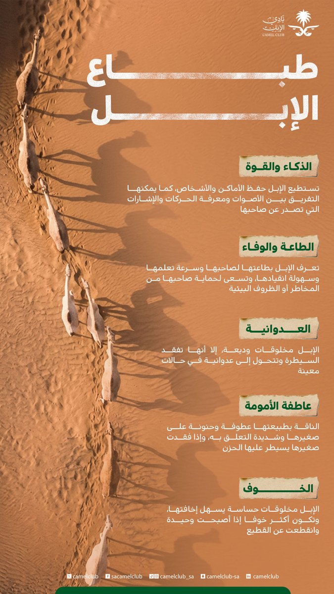 نادي الإبل tweet media