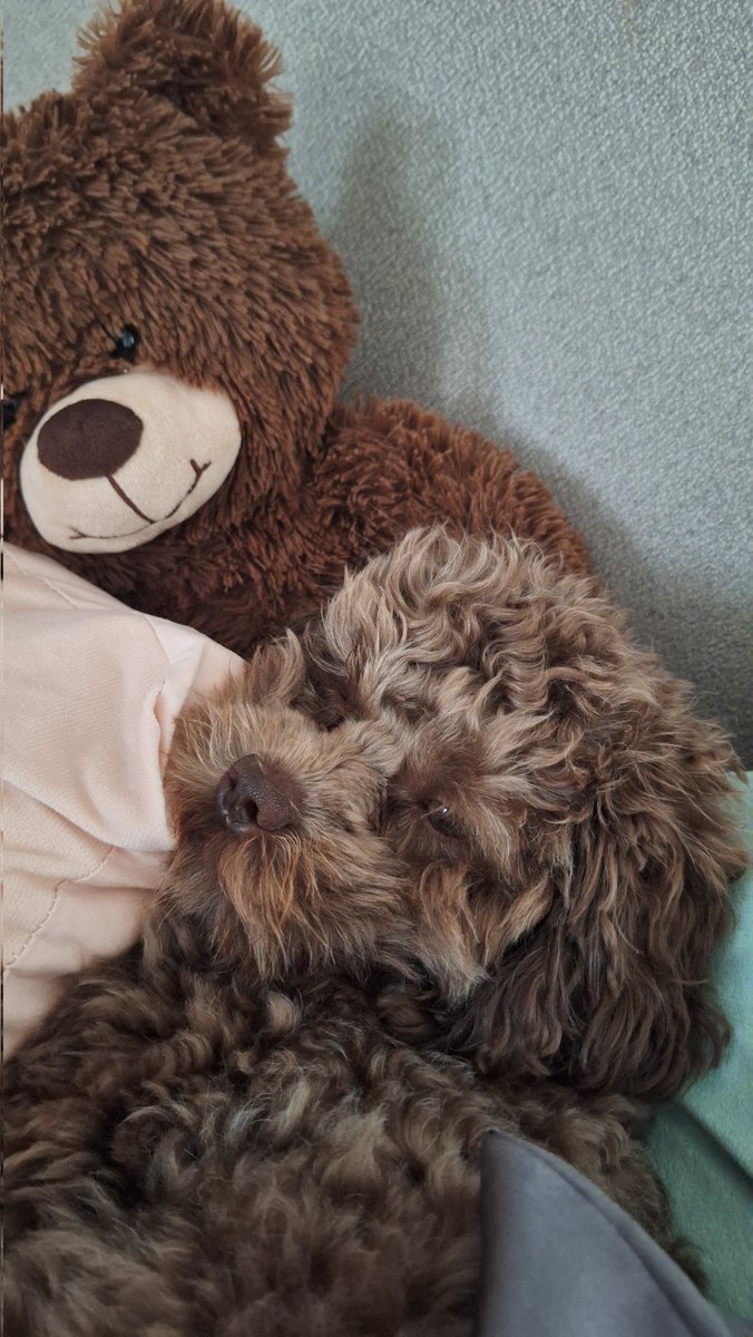 Dieneke 🏃‍♀️🚴‍♀️🏋️‍♀️ tweet media