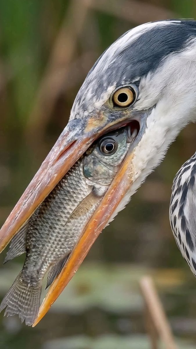 يوسف القاسمي tweet media