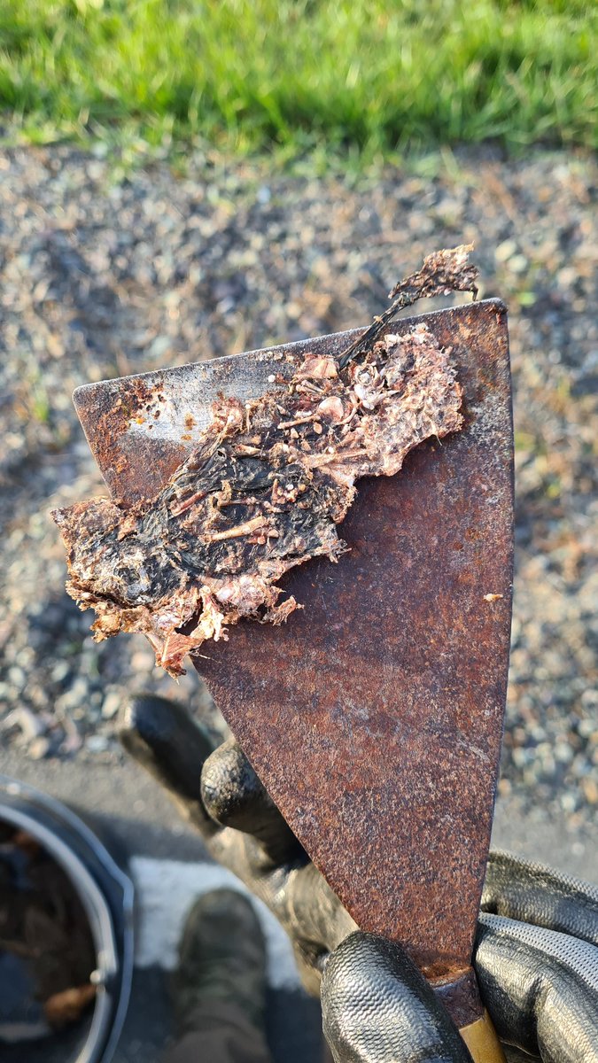 Alces ᛉ tweet media