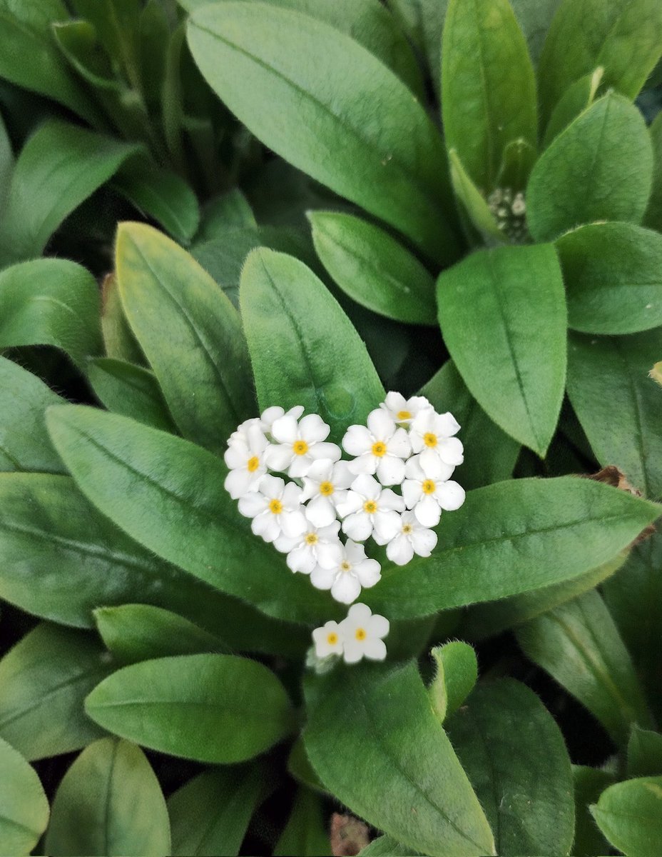 sumire🍃 tweet media