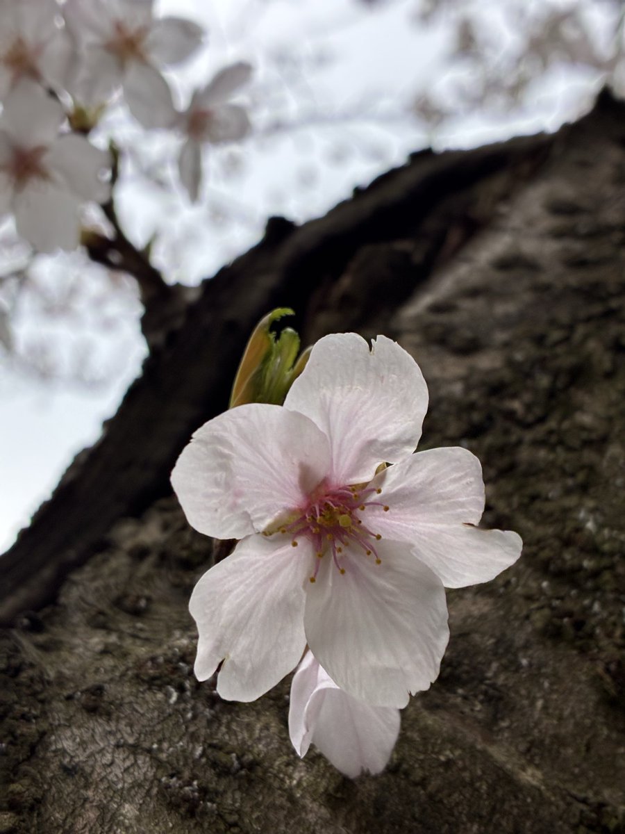 かなで🍀 tweet media