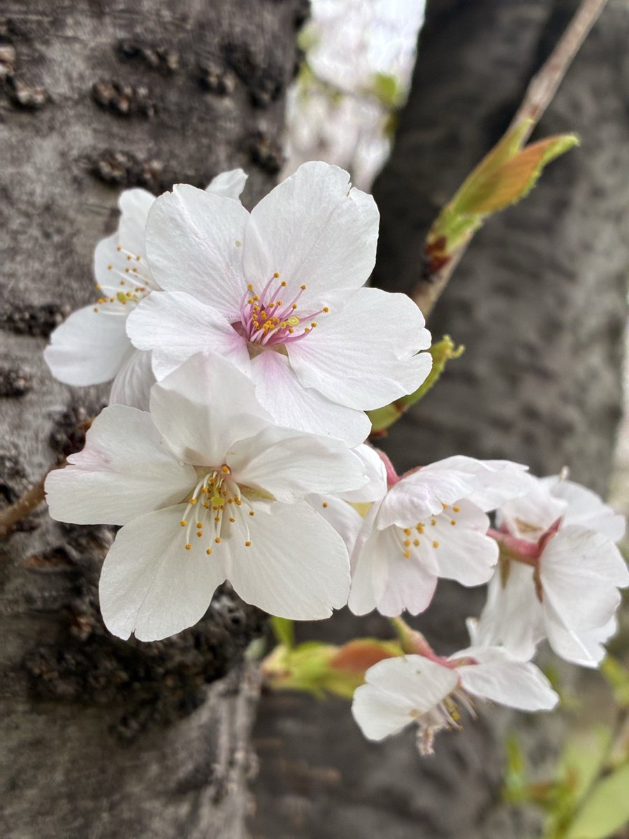 かなで🍀 tweet media