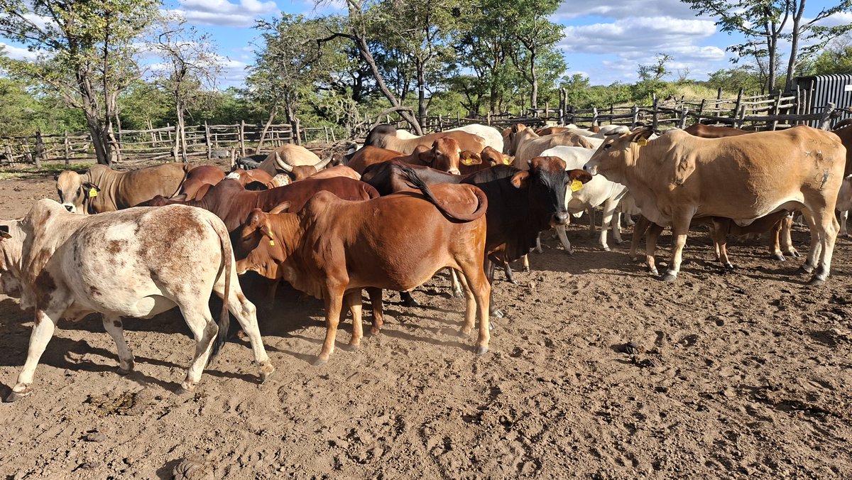 Rawlings Kofi tweet media