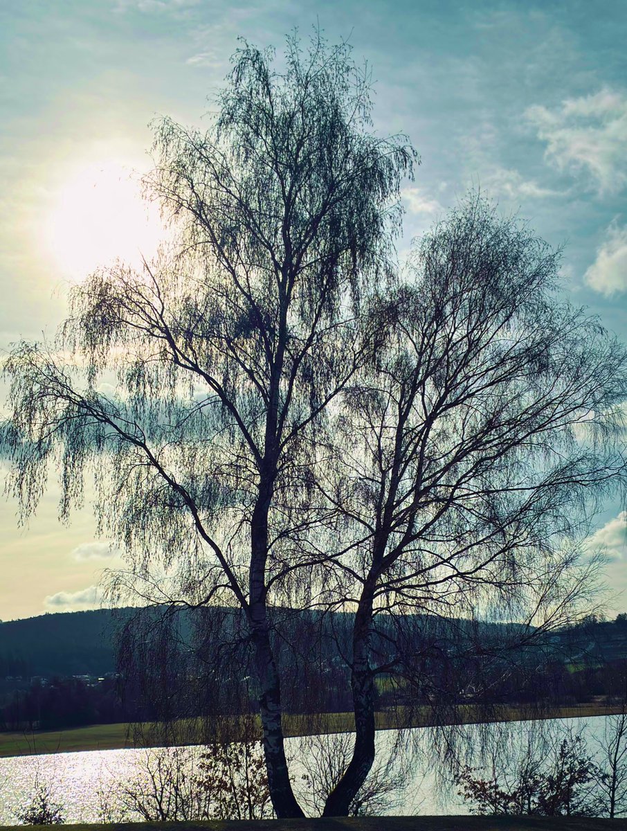 weissblauemacht's tweet image. Guten Morgen Bayern 🐣
"Good morning, world! 🌍 Greetings from the Bavarian Forest 🤍💙😎✌️
#Bayrischerwald 
#oase #World #NatureVibes #NaturLover 
#NaturePhotography