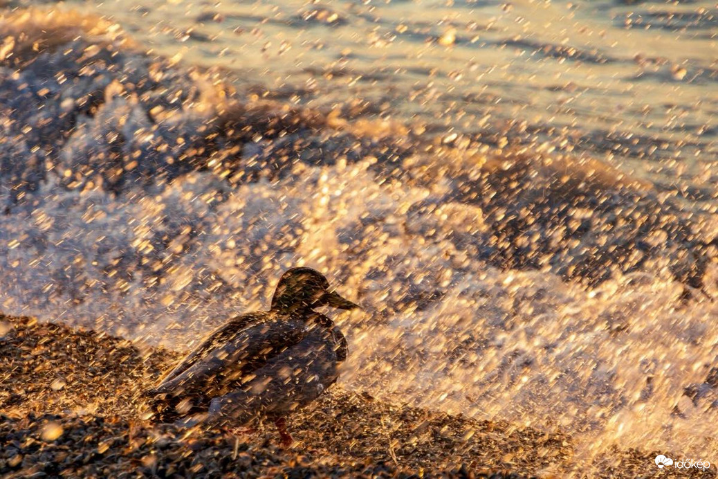 Időkép tweet media