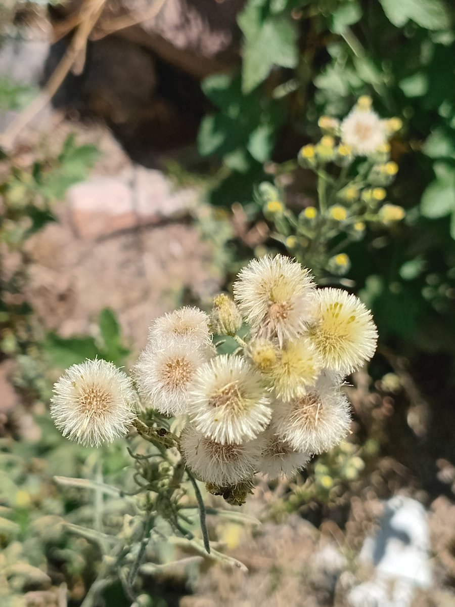 marcos sanchez valencia🇲🇽🇲🇽 tweet media